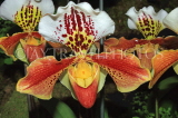Hawaiian Islands, OAHU, Paphiopedilum Orchid, HAW165JPL