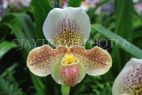 Hawaiian Islands, OAHU, Paphiopedilum Orchid, HAW187JPL