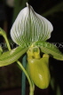 Hawaiian Islands, OAHU, Paphiopedilum Orchid, HAW195JPL