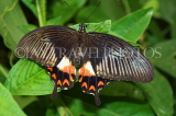 INDIA, Assam, Common Mormon Butterfly, IND1565JPL