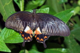 INDIA, Assam, Common Mormon Butterfly, IND1566JPL