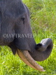 INDIA, Assam, Kaziranga National Park, Asian Elephant, tusker, side view, IND1441JPL