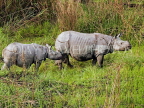 INDIA, Assam, Kaziranga National Park, One Horned Rhino, mother and baby, IND1442JPL