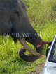 INDIA, Assam, Kaziranga National Park, tourist in car, handing money to Elephant, IND1445JPL