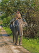 INDIA, Assam, Kaziranga National Park, two rangers riding an elephant, on patrol, IND1448JPL