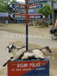 INDIA, Assam, goats resting in an intersection on Majuli Island, IND1437JPL