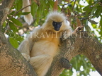 INDIA, Assam, golden langur monkey on tree, IND1438JPL