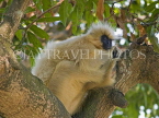 INDIA, Assam, golden langur monkey on tree, IND1440JPL