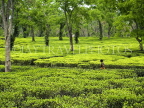 INDIA, Assam, woman walking through tea plantation, IND1466JPL