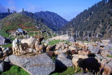 INDIA, Himachal Pradesh, Himalayas, mountain sheep, IND1235JPL