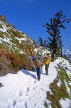 INDIA, Himachal Pradesh, Himalayas, trekkers and porters on trail to Triund, IND1232JPL