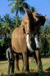 INDIA, South India, MYSORE, Asian Elephant, tusker, IND752JPL