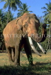 INDIA, South India, MYSORE, Asian Elephant, tusker, IND753JPL