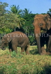 INDIA, South India, MYSORE, Asian Elephants, IND754JPL