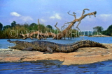INDIA, South India, MYSORE, Mugger Crocodile, Ranganathittu Bird Sanctuary, IND800JPL