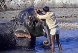 INDIA, South India, MYSORE, man bathing elephant, IND67JPL