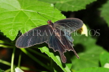 INDIA, South India, Swallowtail Butterfly, IND1585JPL