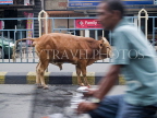 INDIA, West Bengal, Calcutta, cow caught in traffic, IND1378JPL