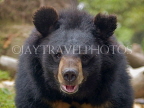 INDIA, West Bengal, Darjeeling, Himalayan Black Bear, IND1413JPL