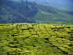 INDIA, West Bengal, Darjeeling, tea plantation gleaming in the sunlight, IND1425JPL
