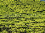 INDIA, West Bengal, Darjeeling, tea plantations, IND1426JPL