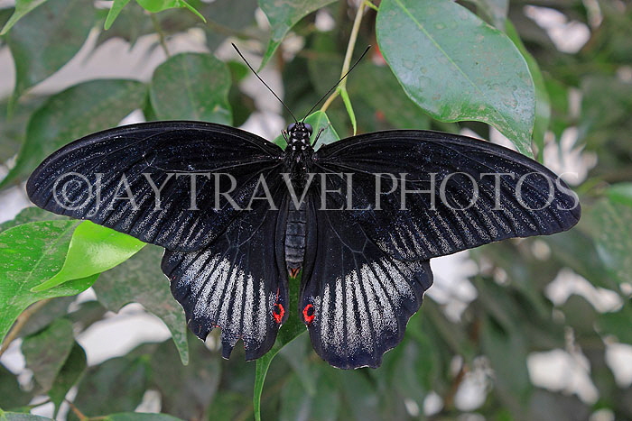 INDONESIA, Asian Swallowtail Butterfly, IND1206JPL