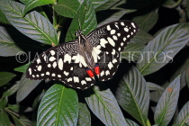 INDONESIA, Common Lime Butterfly, IND1196JPL