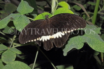 INDONESIA, Common Mormon Butterfly, IND1204JPL