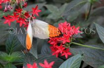 INDONESIA, Great Orange Tip Butterfly, IND1201JPL