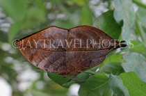 INDONESIA, Indian Leafwing Butterfly, wings closed, IND1181JPL
