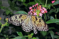 INDONESIA, Paper Kite Butterfly, IND1189JPL