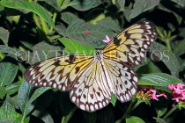 INDONESIA, Paper Kite Butterfly, IND1190JPL