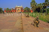 India, DELHI, Sikindra, tomb of Akbar, monkey along causway, IND113JPL