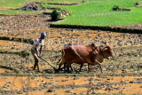 India, GOA, farmer ploughing field with bullocks, IND757JPL