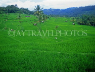 Indonesia, BALI, Bukit Jambul, rice fields, BAL1008JPL