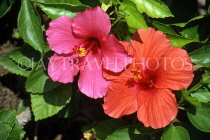 Indonesia, BALI, Hibiscus flowers, BAL879JPL