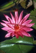 Indonesia, BALI, Ubud, deep pink Water Lily, BAL883JPL