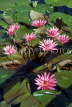 Indonesia, BALI, Ubud, pink Water Lilies, BAL100JPL