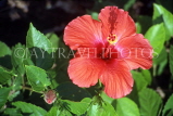 Indonesia, BALI, Ubud, red Hibiscus flower, BAL1285JPL