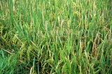 Indonesia, BALI, Ubud, rice (paddy) field, mature rice plants, BAL936JPL