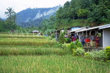 Indonesia, BALI, Ubud, rice (paddy) fields, village houses, BAL935JPL