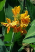 Indonesia, BALI, Ubud, yellow Canna flowers, BAL1237JPL