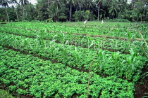 Indonesia, BALI, countryside, Soya Bean plantation, BAL1071JPL