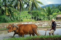 Indonesia, BALI, farmer ploughing field with bullocks, BAL1076JPL