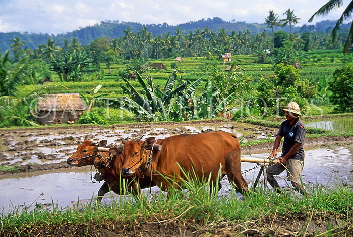 Indonesia, BALI, farmer ploughing field with bullocks, BAL1078JPL
