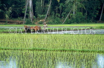 Indonesia, BALI, farmer ploughing field with bullocks, BAL1325JPL