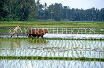 Indonesia, BALI, farmer ploughing field with bullocks, BAL811JPL