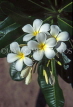 Indonesia, BALI, white Frangipani (Plumeria) flowers, BAL100JPL