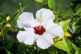 Indonesia, BALI, white Hibiscus flower, BAL879JPL