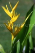 Indonesia, BALI, yellow Heliconia  flower, BAL790JPL